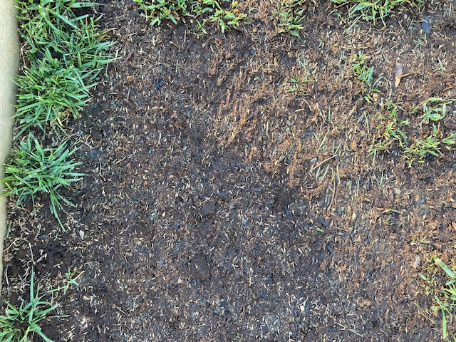 Overseed: I can see my seedlings, is this bad? - The Lawn Forum When To Overseed Fescue In Oklahoma