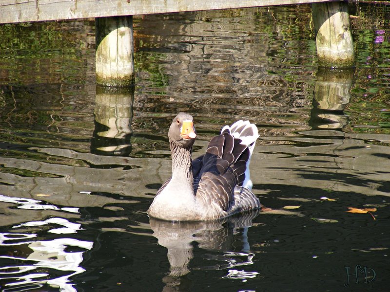 goose.jpg