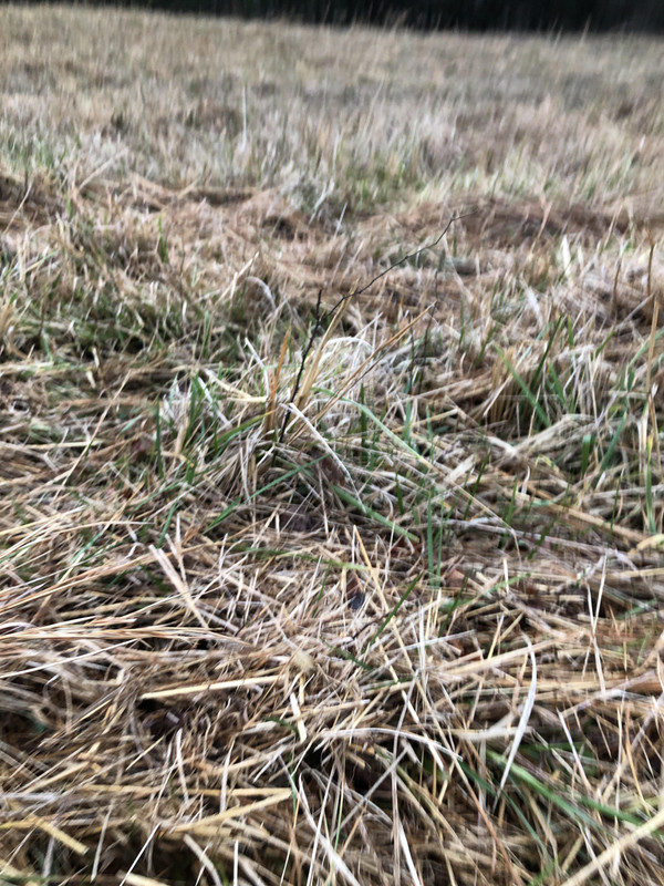 pasture 2