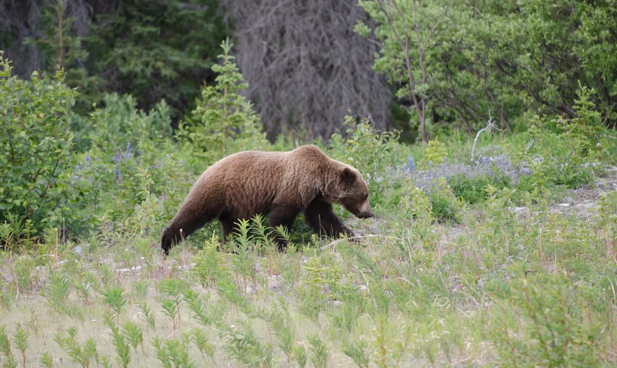 Soldado estadounidense es mutilado por un oso en Alaska