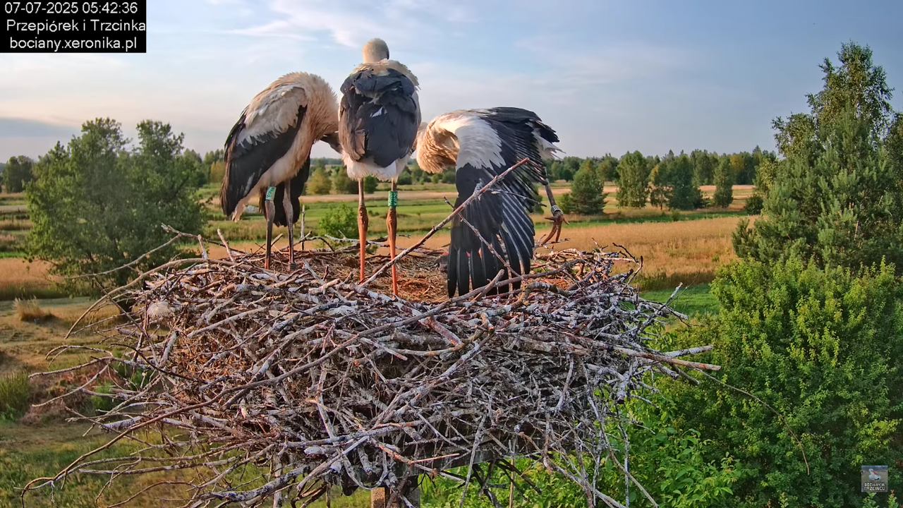 07072025bociany10