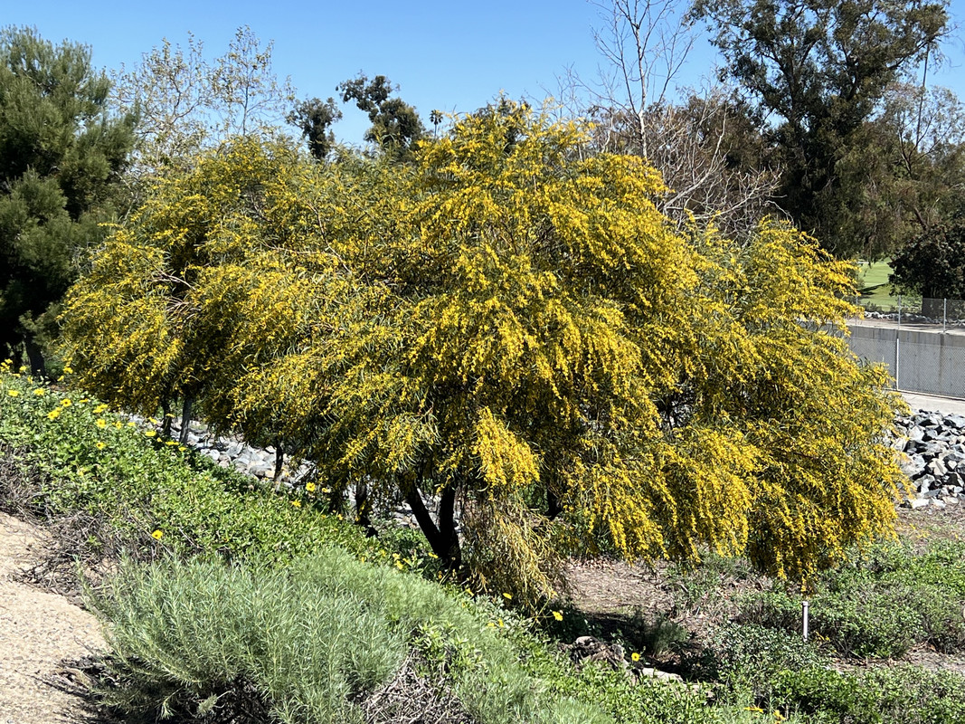 [Image: IMG-7859.jpg]