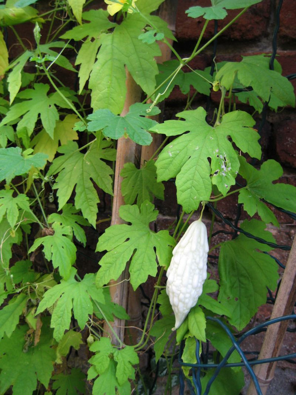 momordika