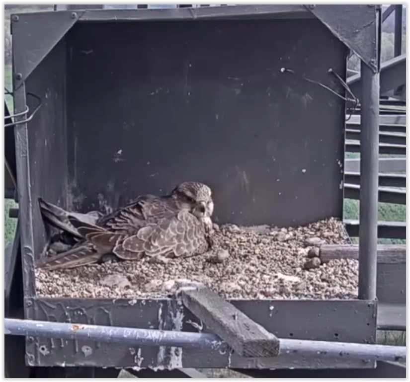 Screen Shot 04-24-22 at 11.08 AM