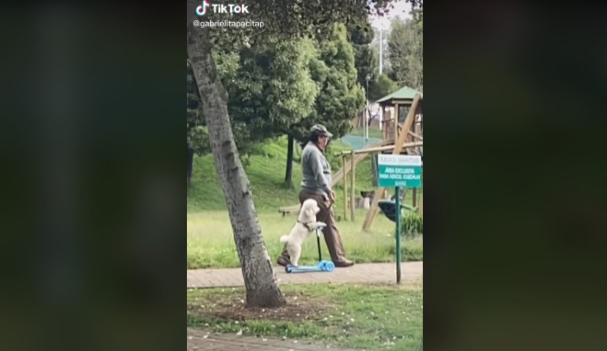 Abuelito llevó a su perro al parque y lo sube a los juegos infantiles