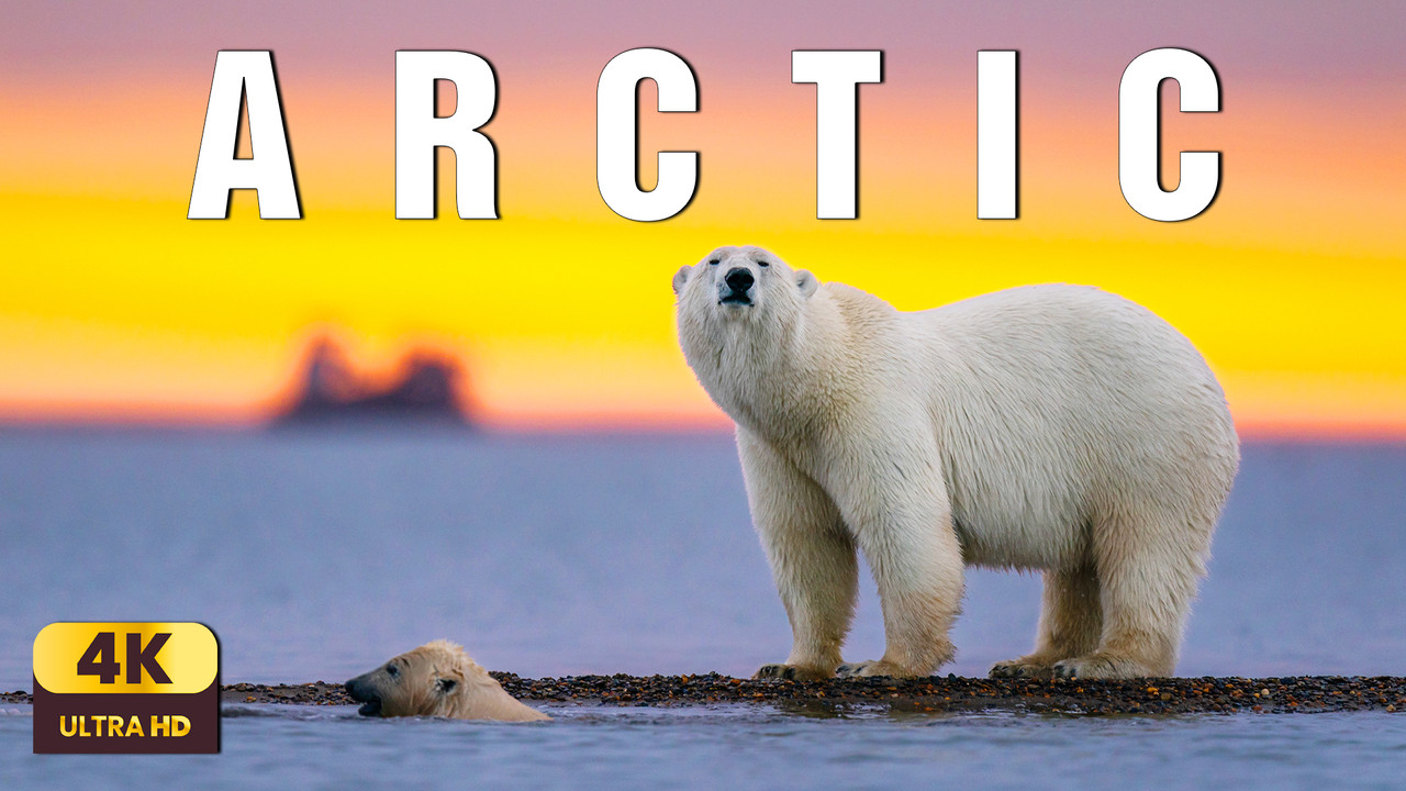 The Arctic – A Cinematic Journey Into Earth’s Frozen North | Relaxing Nature Film 4K