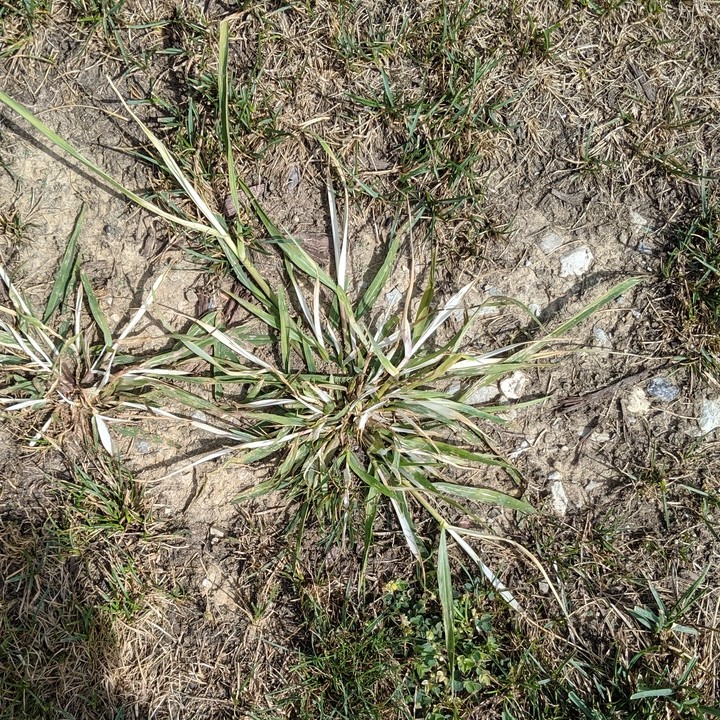 Crabgrass tenacity experiment Lawn Care Forum