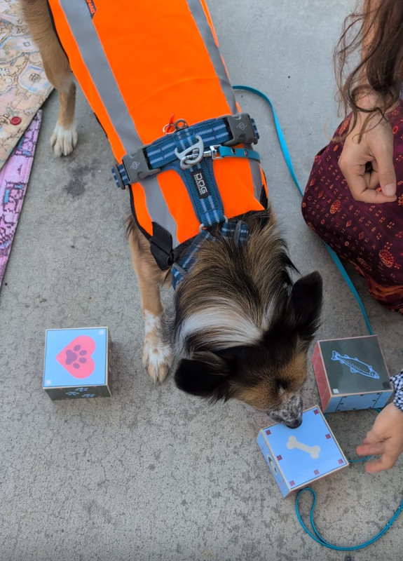Escape game canin