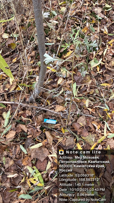 Мкр Моховая, Петропавловск-Камчатский, 683006, Камчатский край, Россия