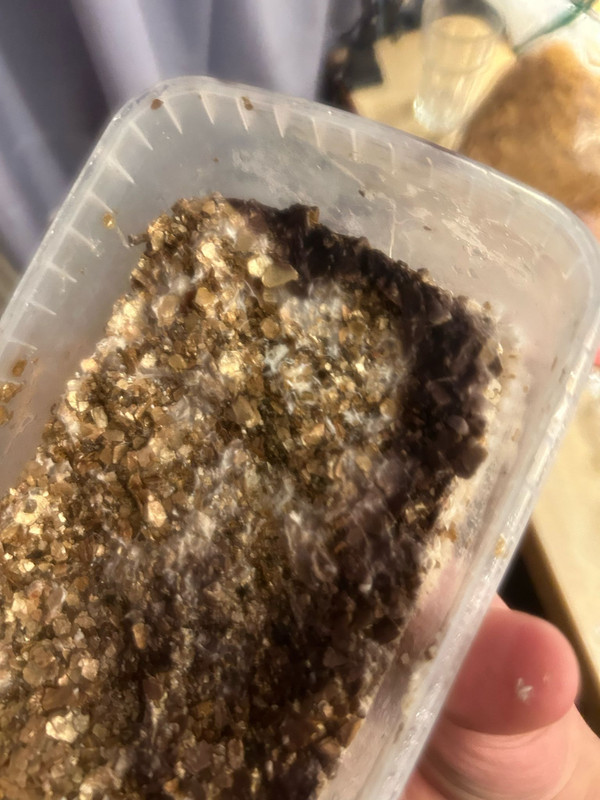 WhatsApp Image 2024-03-09 at 16.16.57 (3)