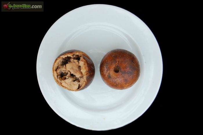 Alibertia sorbilis (prato)