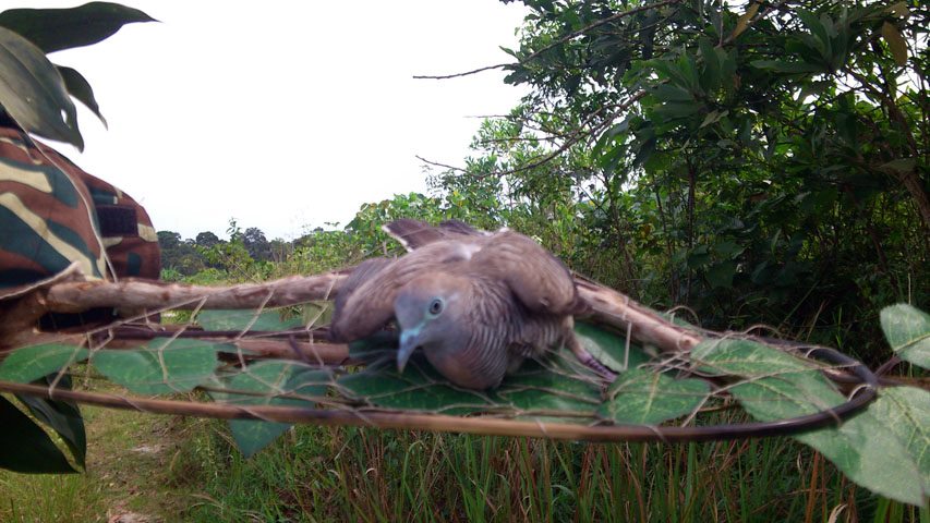Terong, Perak -  270313 (6)