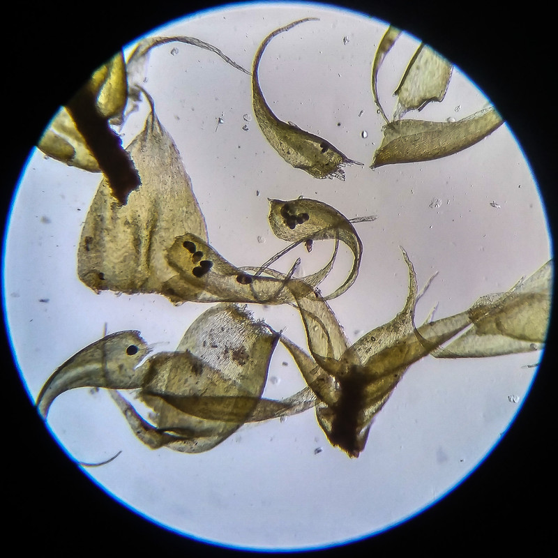 IMG 20250614 204310 HDR