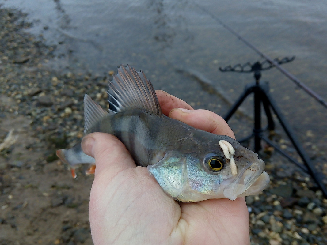 Добрянка 02.12.15 05