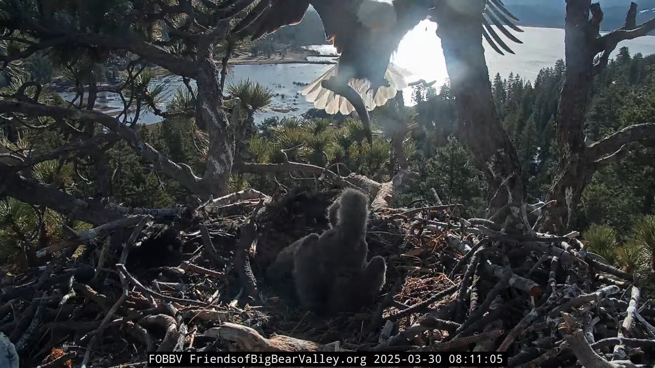 Big Bear Bald Eagle Live Nest - Cam 1 8-16-35 screenshot (1)
