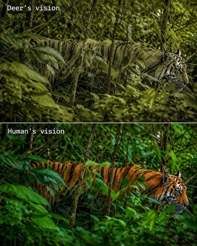 tiger