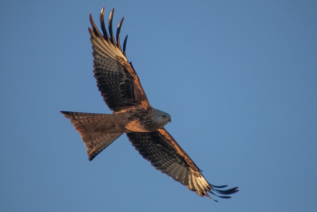 redkite.jpg