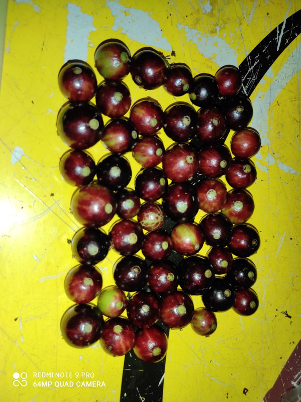 WhatsApp Image 2020-11-25 at 00.58.24