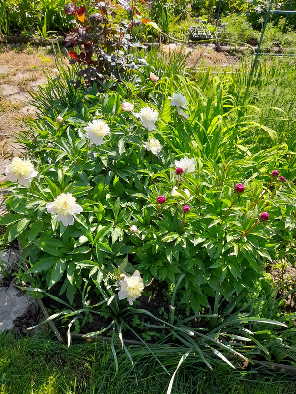 Изображение WhatsApp 2025-05-16 в 09.04.09_217403ea