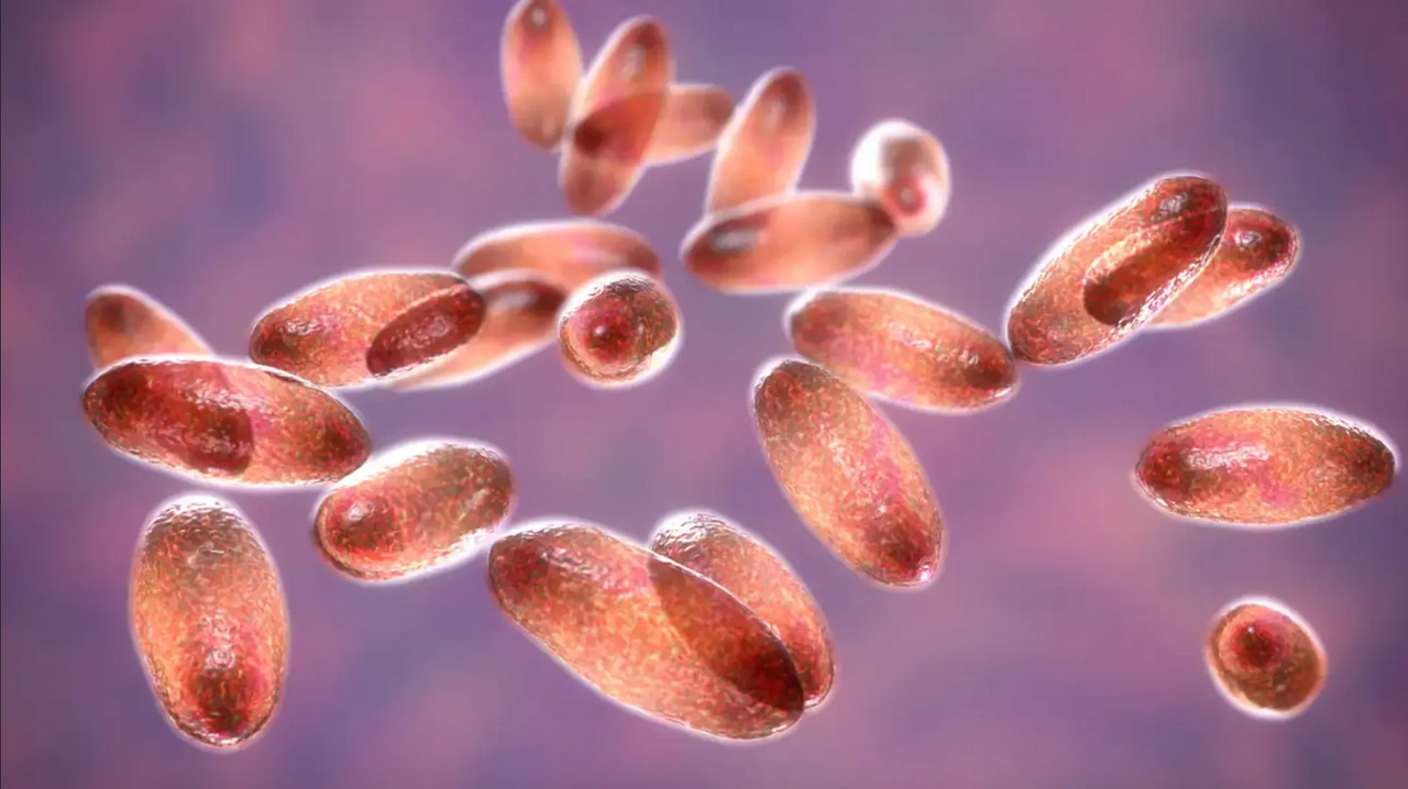 Confirman caso de peste en Oregón; víctima se contagió de su gato