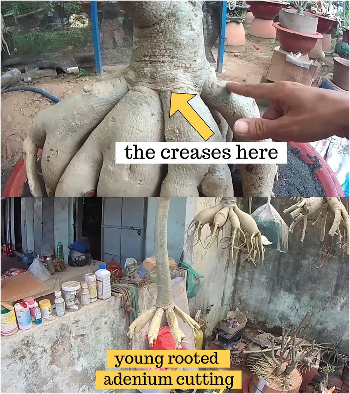cutting-grown-adenium-creases-borderline.jpg