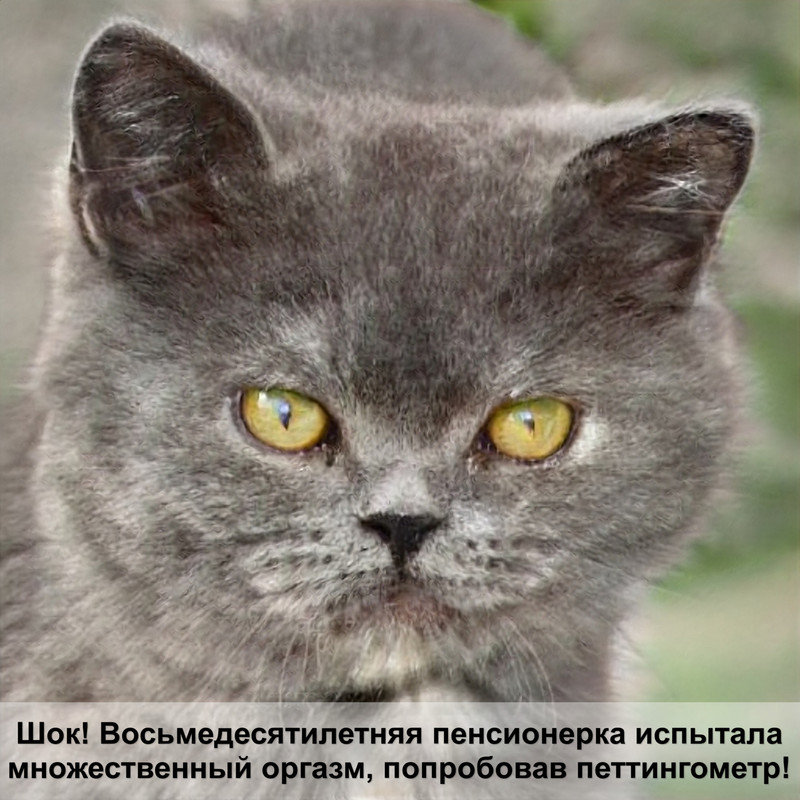 кровь из носа у кота