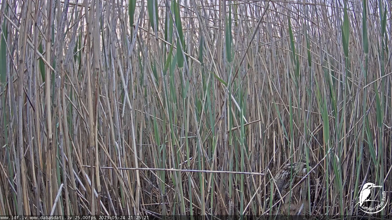 Lielais dumpis (Botaurus stellaris) Engurē - LDF tiešraide 12-17-41 screenshot