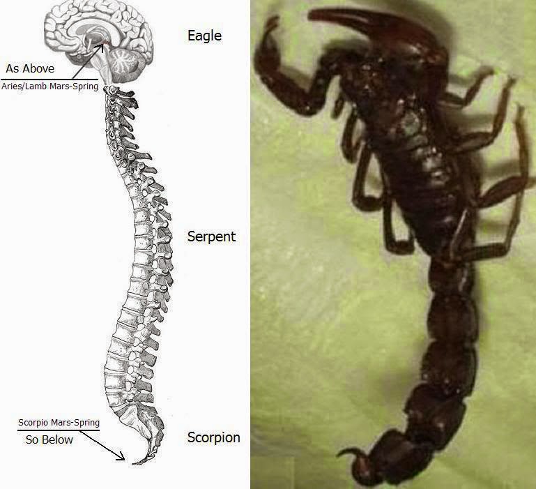 Scorpio-Spine-1.jpg