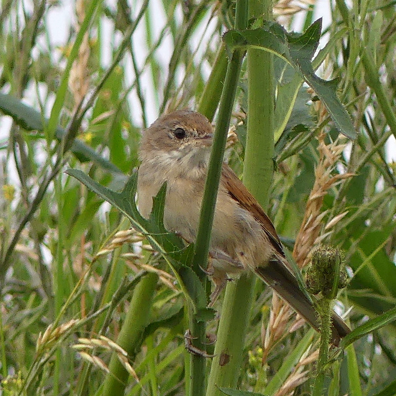 WHITETHROAT 1 310724