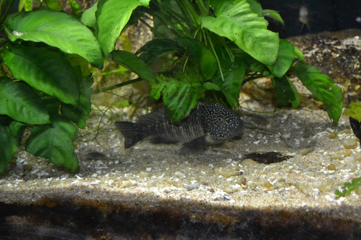 Murago femelle bébés 1