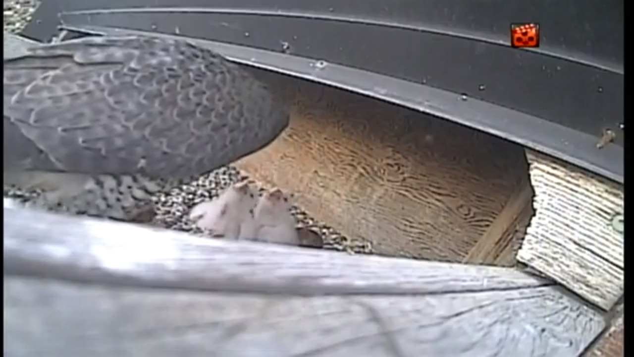 capture_31052020_130545