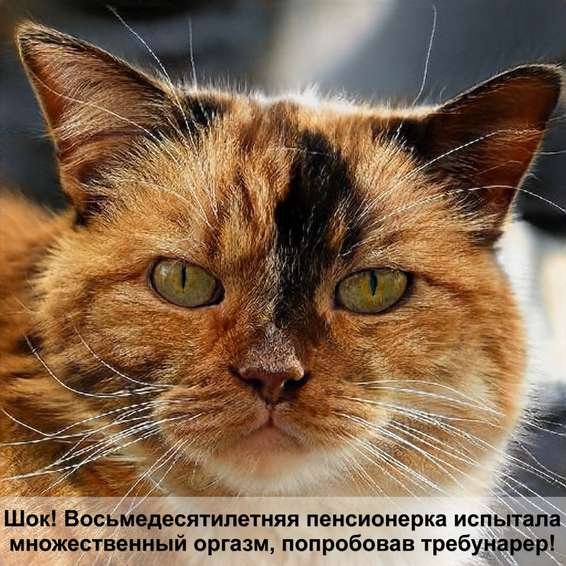 ножницы для стрижки когтей у кошек