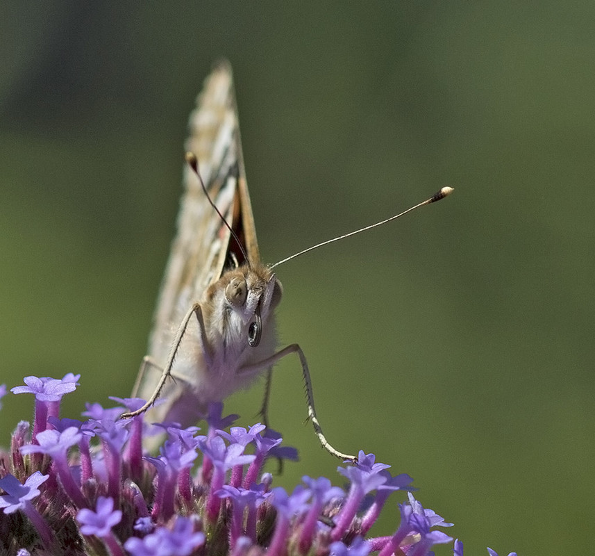 distelvlinder 164A0009