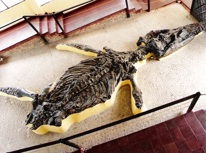 https://i.postimg.cc/g0vbg7Hx/Kronosaurus-boyacensis.jpg