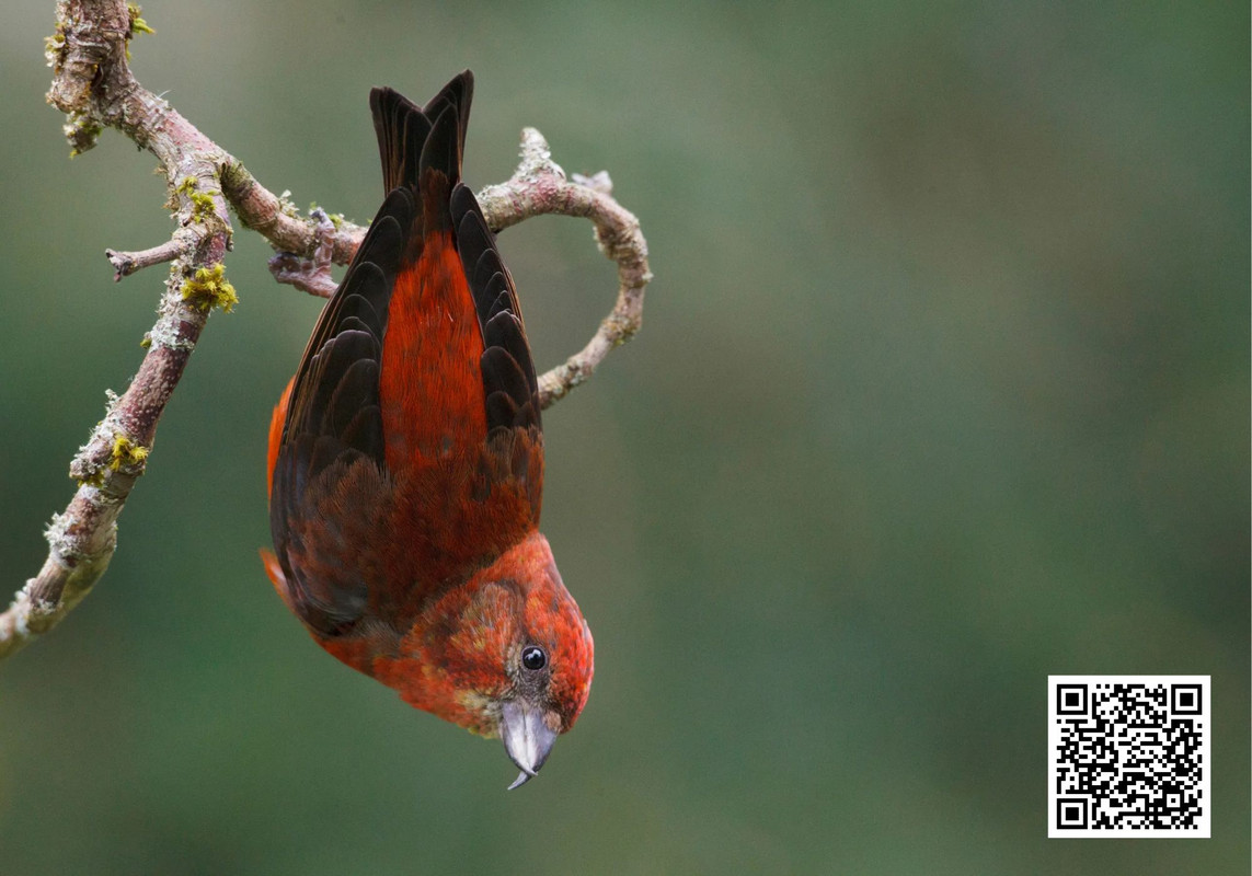 How to Identify a Common Crossbill in the Wild?