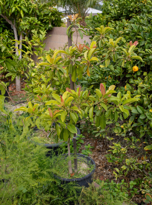 8U1A6509  Thomas Sapodilla Tree with New Growth (9-29-2024)