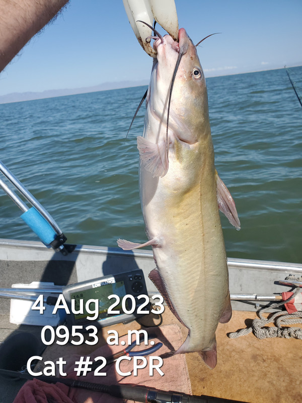 (027) 4 Aug # 2 Cat CPR