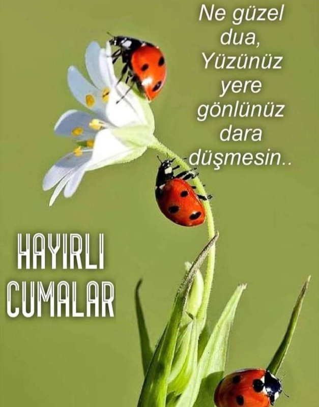 resim