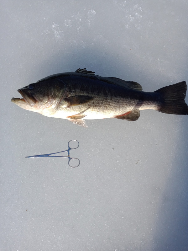 bass210