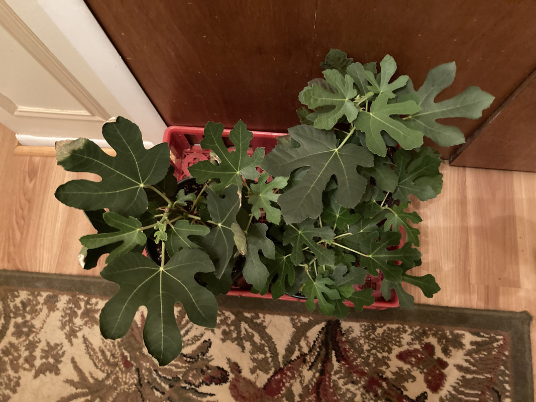 fig seedlings 2022 04 04