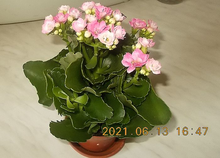 https://i.postimg.cc/g0zyYYrD/korallvirag-2021junius-gabor-bogi.jpg