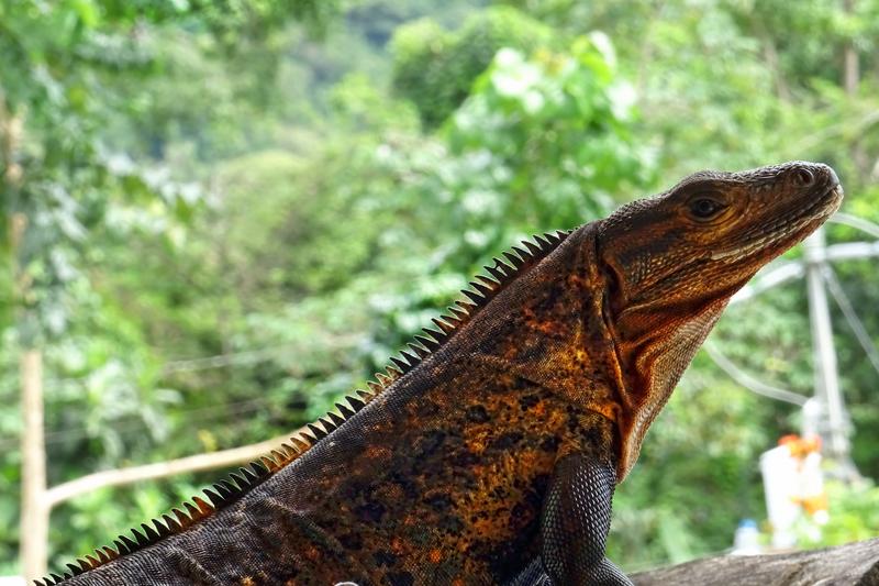 Día 13.  Monteverde - Manuel Antonio - 3 semanas Costa Rica en autobús 2018 Oct (2)