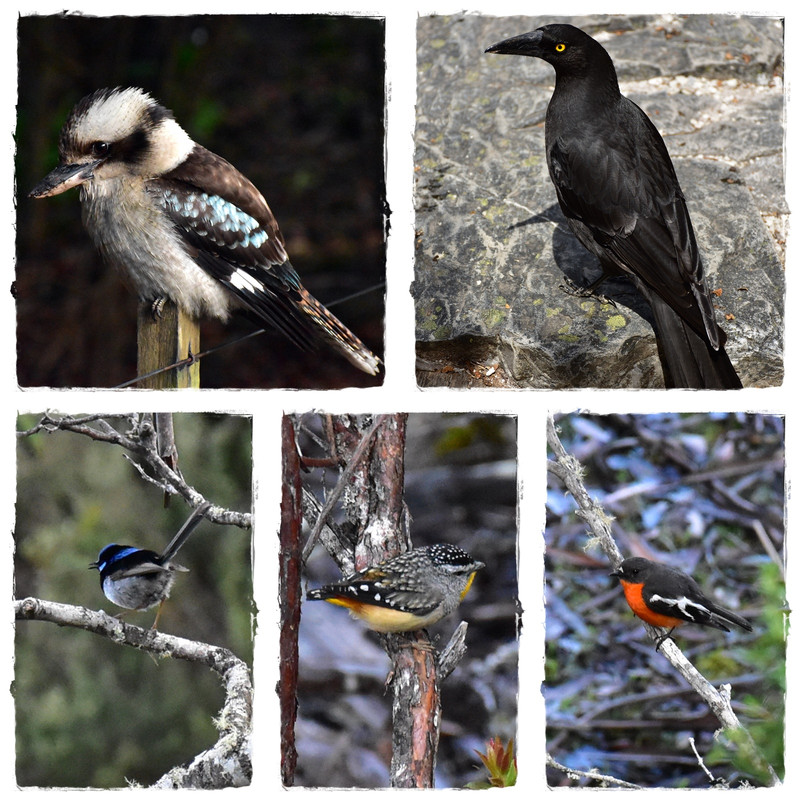 Lake St Clair National Park - Australia (II): Recorriendo Tasmania (4)
