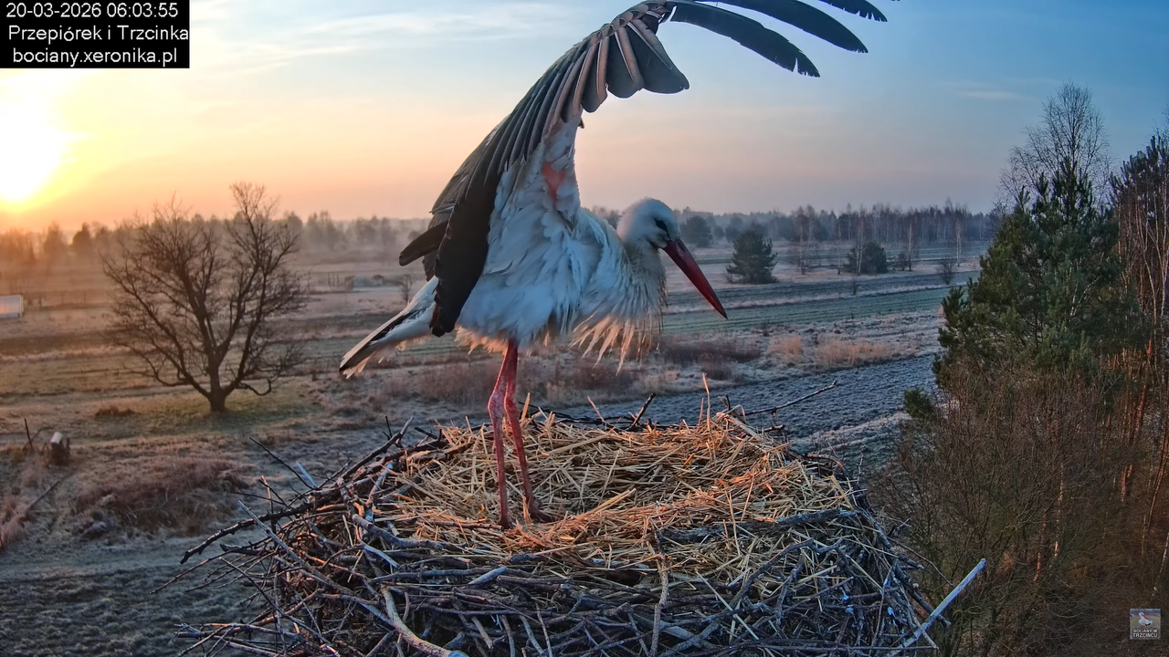 20032026bociany 14