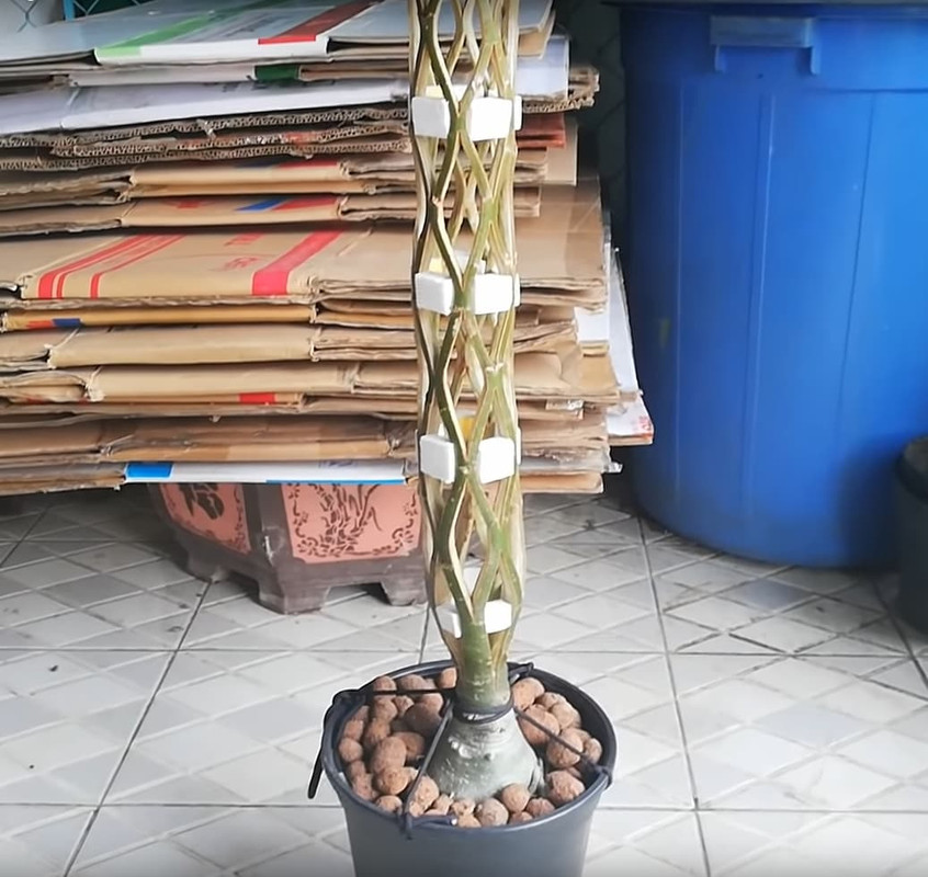 price-of-adenium-art-sculpture.jpg