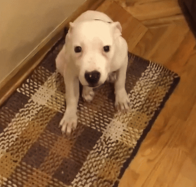 daily-gifdump-3339-26.gif