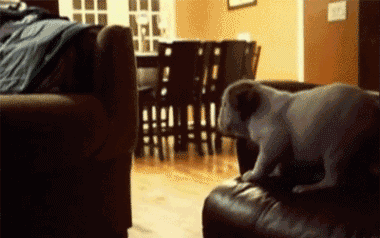 perros-9.gif