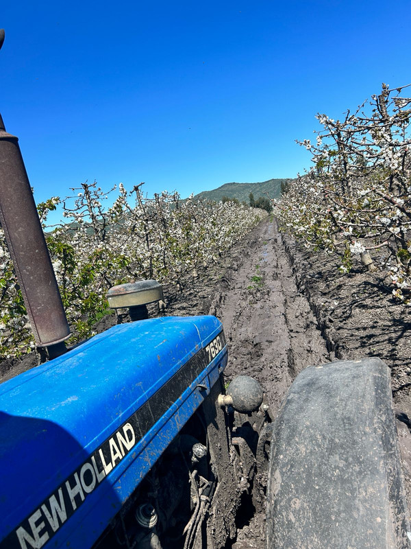 Control fitosanitario 4