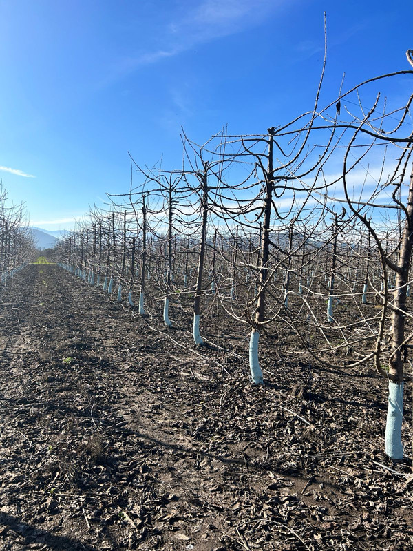 Proyecto tecnológico 1