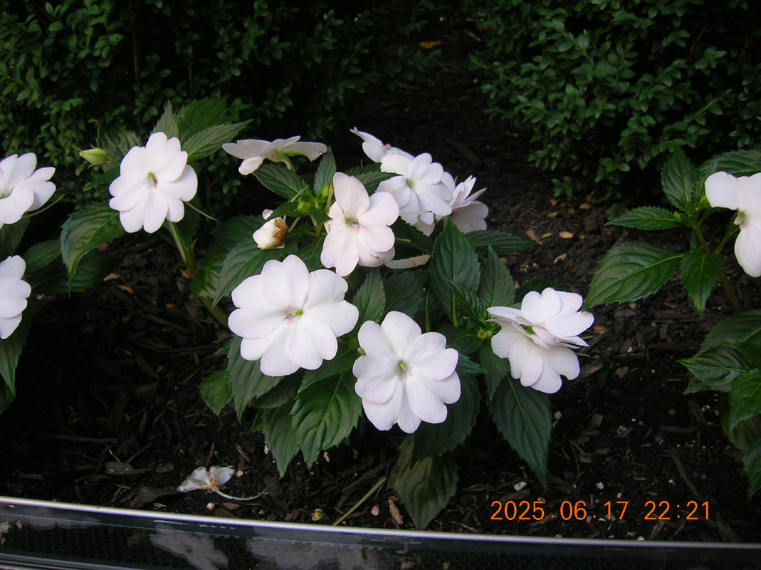 White Impatiens in the Financial District.